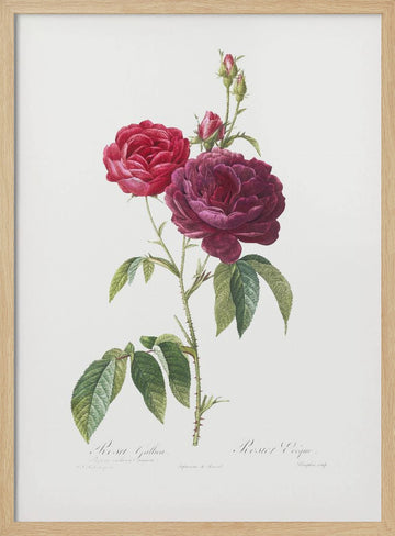 Purple French Rose, Les Roses (1817–1824) | Poster - Wood Frame Interior