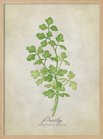 Green Parsley Botanical | Poster - Wood Frame Interior