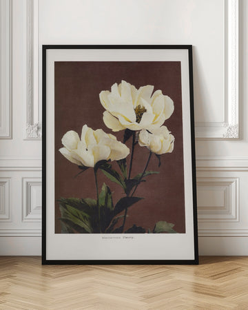 Hærdaceous Peony | Poster - Room Interior 1