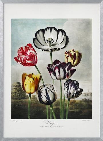 Tulips from The Temple of Flora (1807) | Poster - Silver Frame Interior