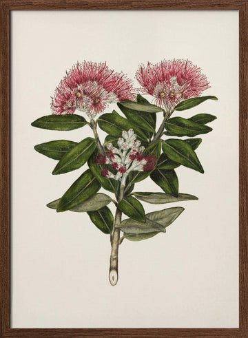 Pohutukawa   Metrosideros Tomentosa Drawn By Sarah Featon (1848–1927) | Poster - Walnut Frame Interior