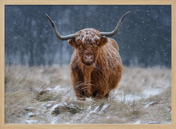 Snowy Highland Cow | Poster - Wood Frame Interior