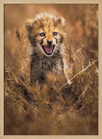 Fierce Cheetah Cub | Poster - Wood Frame Interior