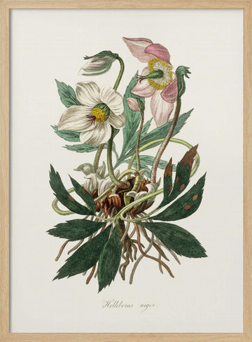 Christmas Rose (helleborus Niger)  Medical Botany | Poster - Wood Frame Interior