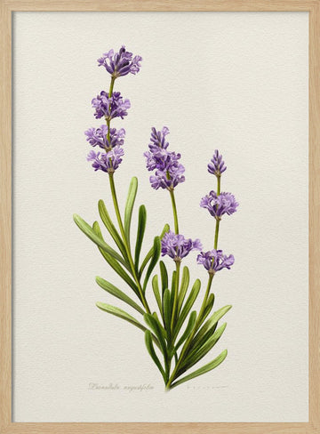 Elegant Lavender Botanical | Poster - Wood Frame Interior