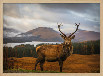 Majestic Highland Stag | Poster - Wood Frame Interior