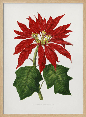 Poinsettia Pulcherrima Leaf Illustration | Poster - Wood Frame Interior