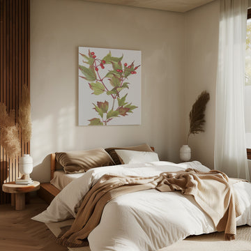Guelder Rose From North American Wildflowers (1925) By Mary Vaux Walcott. | Canvas - Room Interior 2