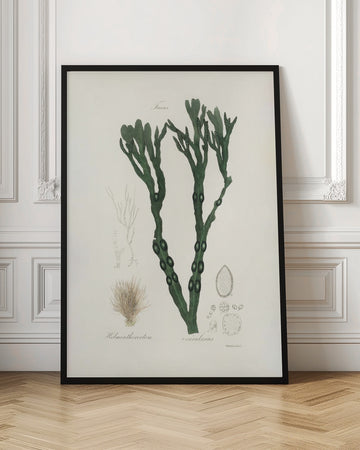 Bladder Wrack (fucus Vesiculosus)  Medical Botany | Poster - Room Interior 1