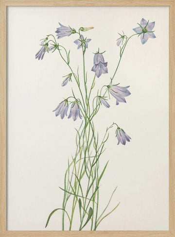 Harebell From North American Wildflowers (1925) By Mary Vaux Walcott | Poster - Wood Frame Interior
