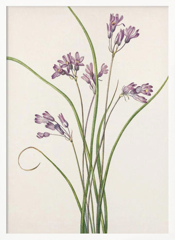 Wild Hyacinth From North American Wildflowers (1925) By Mary Vaux Walcott | Poster - White Frame Interior