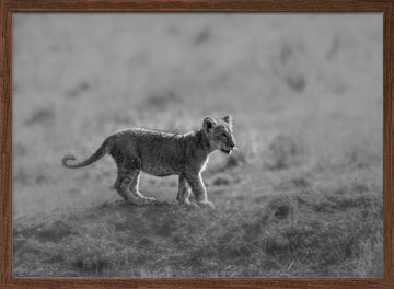 Baby Lion Cub Stroll | Poster - Walnut Frame Interior