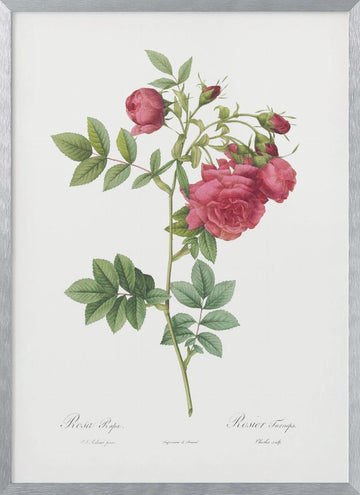 Turnip Roses, Les Roses (1817–1824) | Poster - Silver Frame Interior