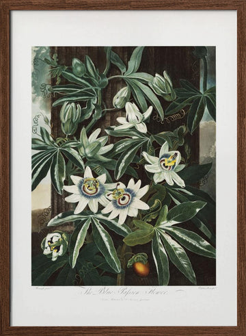 The Passiflora Cerulea from The Temple of Flora (1807) | Poster - Walnut Frame Interior