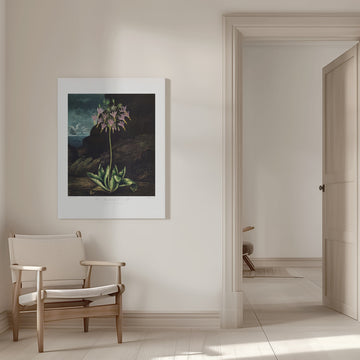 The American Cowslip from The Temple of Flora (1807) | Canvas - Room Interior 1