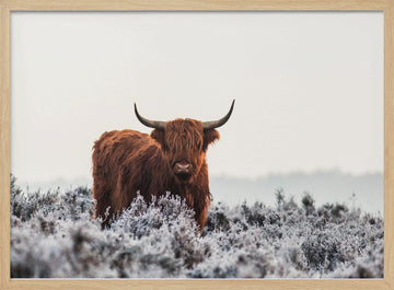 Highland Cow Winter Frost | Poster - Wood Frame Interior