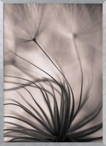 Delicate Dandelion Seeds | Poster - Silver Frame Interior
