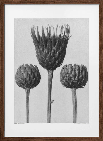 Serratula Nudicaulis | Poster - Walnut Frame Interior