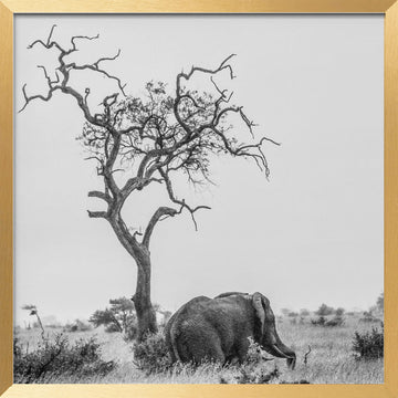 African Elephant Lone Tree | Poster - Gold Frame Interior