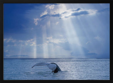Whale Tail Sun Rays | Poster - Black Metal Frame Interior