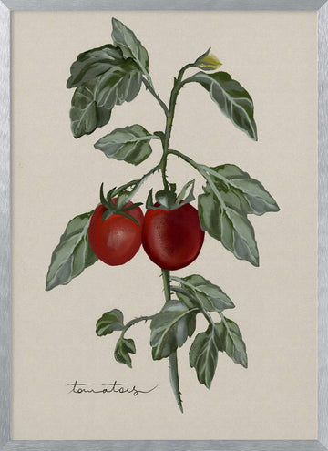 Ripe Tomatoes On Vine | Poster - Silver Frame Interior