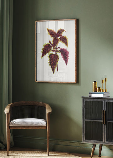 Pink Coleus Leaf Illustration | Poster - Room Interior 2