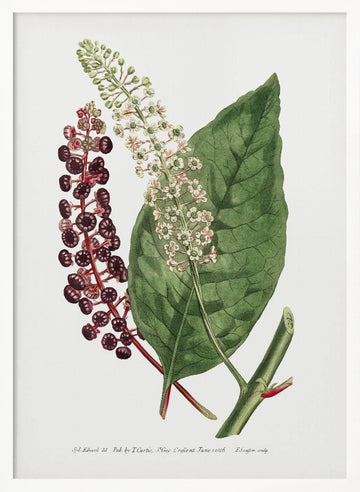 Phytolacca Decandra 1806 Flower Garden Displayed By Francis Sansom | Poster - White Frame Interior