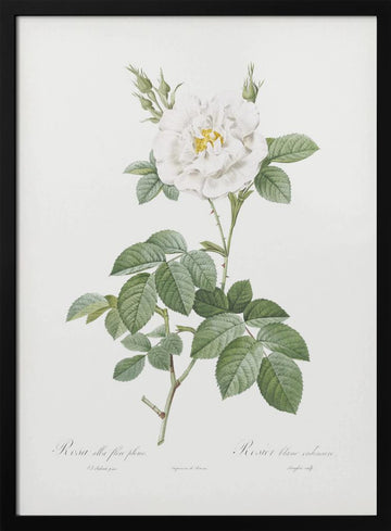 Rosa Alba Flore Pleno, Les Roses (1817–1824) | Poster - Black Metal Frame Interior