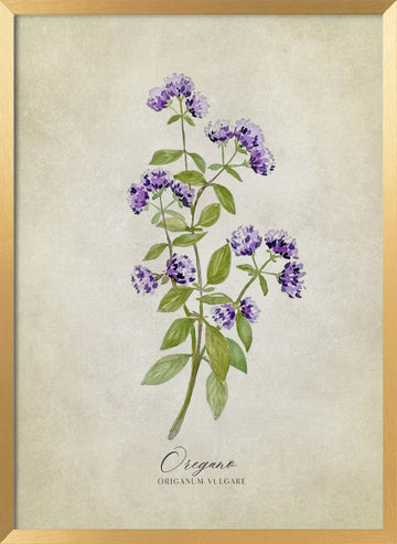 Purple Oregano Botanical | Poster - Gold Frame Interior