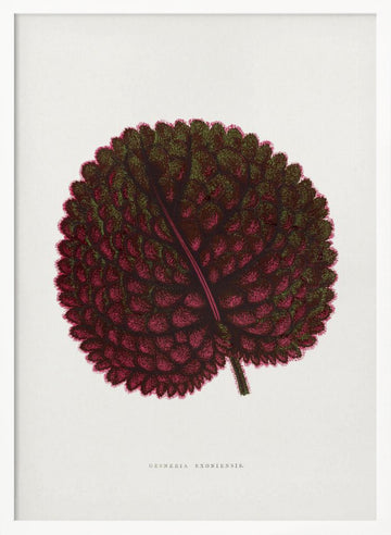 Pink Gesneria Exoniensis Leaf Illustration | Poster - White Frame Interior