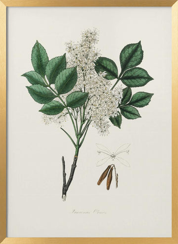 Manna Ash (fraxinus Ornus) Medical Botany | Poster - Gold Frame Interior