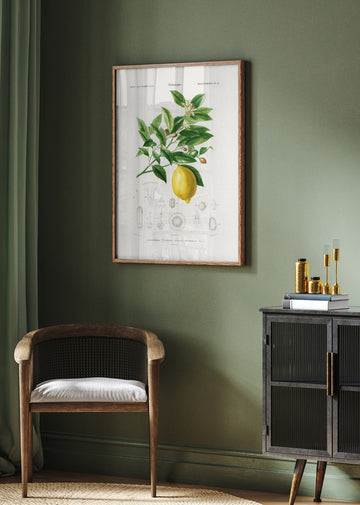 Lemon (citrus Limonium) | Poster - Room Interior 2