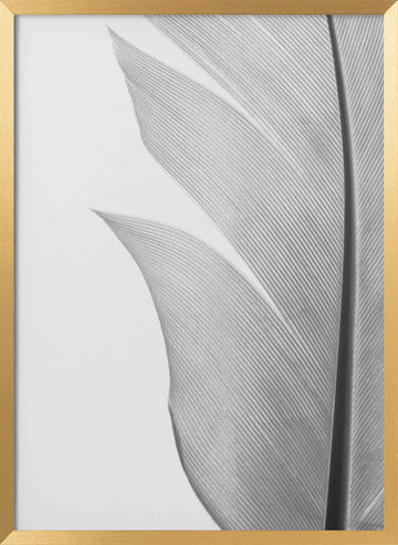 Delicate White Feather | Poster - Gold Frame Interior