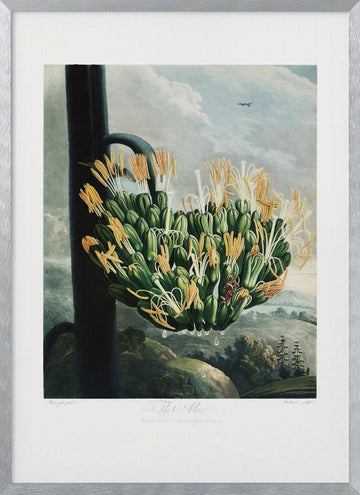 The Aloe from The Temple of Flora (1807) | Poster - Silver Frame Interior