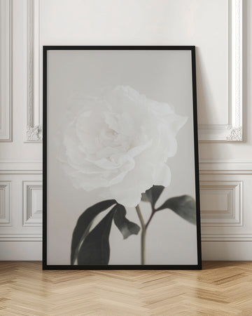 Elegant White Peony | Poster - Room Interior 1