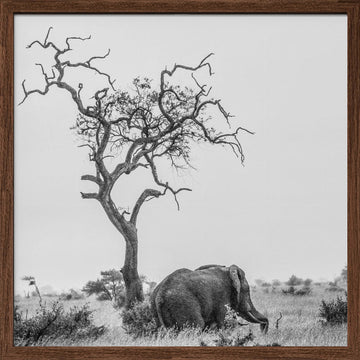 African Elephant Lone Tree | Poster - Walnut Frame Interior