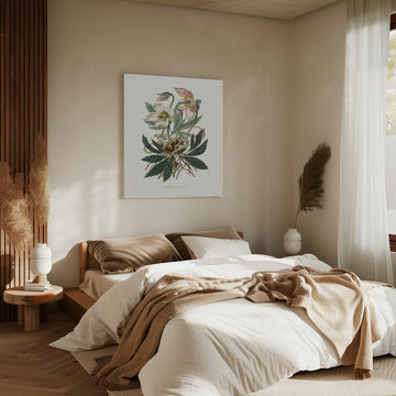 Christmas Rose (helleborus Niger)  Medical Botany | Canvas - Room Interior 2
