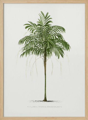 Ii Areca Monostachya | Poster - Wood Frame Interior