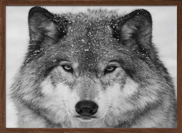 Winter Wolf Gaze | Poster - Walnut Frame Interior