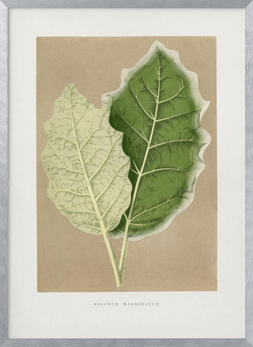 Green Solanum Marginatum Leaf Illustration | Poster - Silver Frame Interior