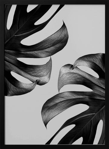 Elegant Monstera Duo | Poster - Black Metal Frame Interior