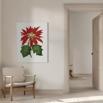 Poinsettia Pulcherrima Leaf Illustration | Canvas - Room Interior 1