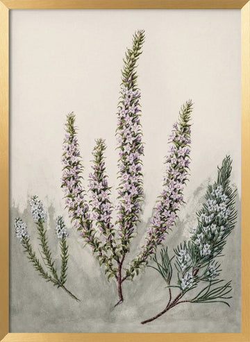 Epacris Drawn By Sarah Featon (1848–1927) | Poster - Gold Frame Interior
