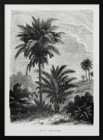 Vintage Palm Tree Drawing V | Poster - Black Metal Frame Interior