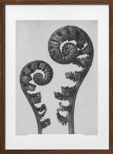 Aspidium Filix Mas | Poster - Walnut Frame Interior
