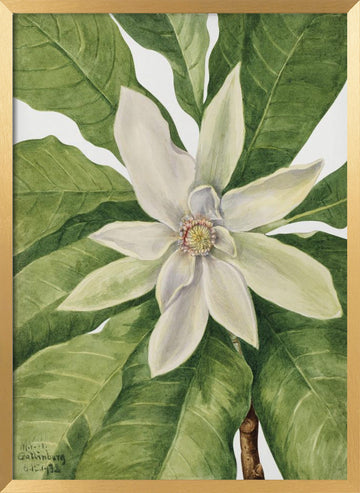 Umbrella Tree (1932) | Poster - Gold Frame Interior