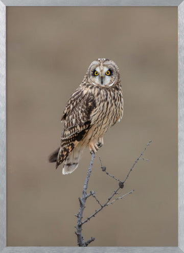 Watchful Short-eared Owl | Poster - Silver Frame Interior