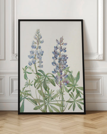 Sundial Lupine From North American Wildflowers (1925) By Mary Vaux Walcott | Poster - Room Interior 1