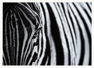 Striped Zebra Eye | Poster - White Frame Interior