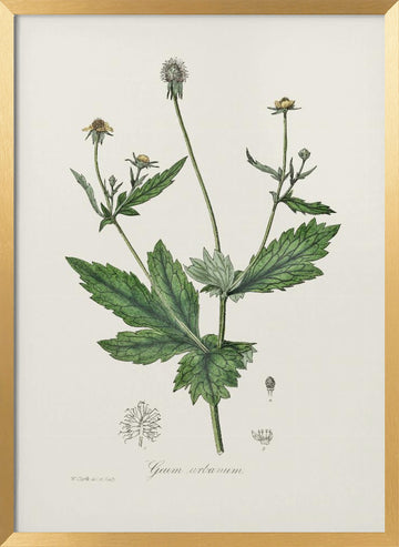 Wood Avens (geum Urbanum)  Medical Botany | Poster - Gold Frame Interior